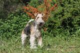 FOX TERRIER 029